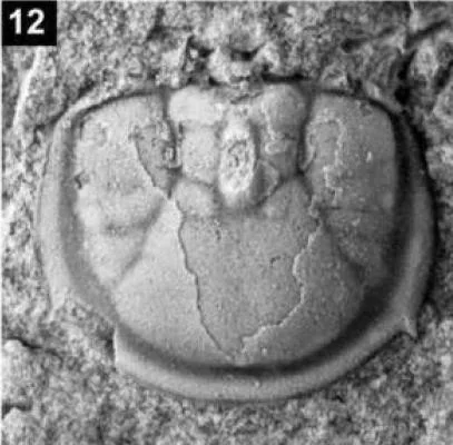 Pseudagnostus rugosus