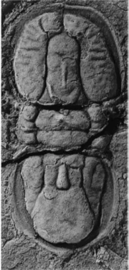 Pseudagnostus securiger