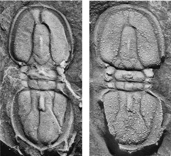Pseudagnostus securiger — photo 2