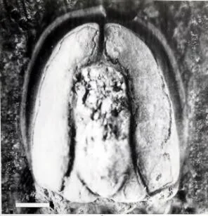Pseudagnostus securiger — photo 3