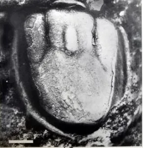 Pseudagnostus securiger — photo 4
