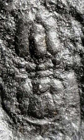 Pseudagnostus securiger — photo 5