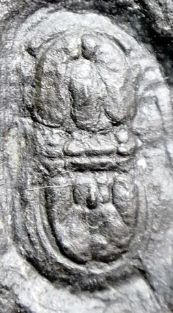 Pseudagnostus securiger — photo 6