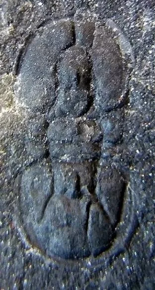 Pseudagnostus securiger — photo 7