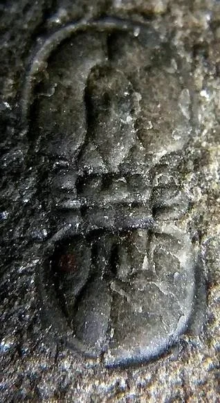 Pseudagnostus securiger — photo 8