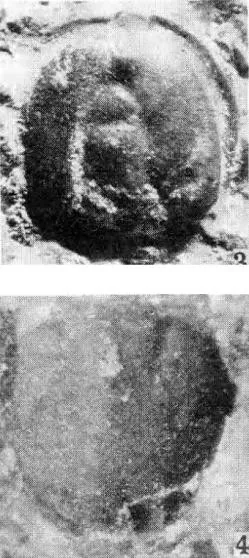 Pseudagnostus vastulus