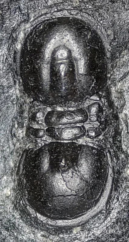 Pseudagnostus vastulus — photo 6