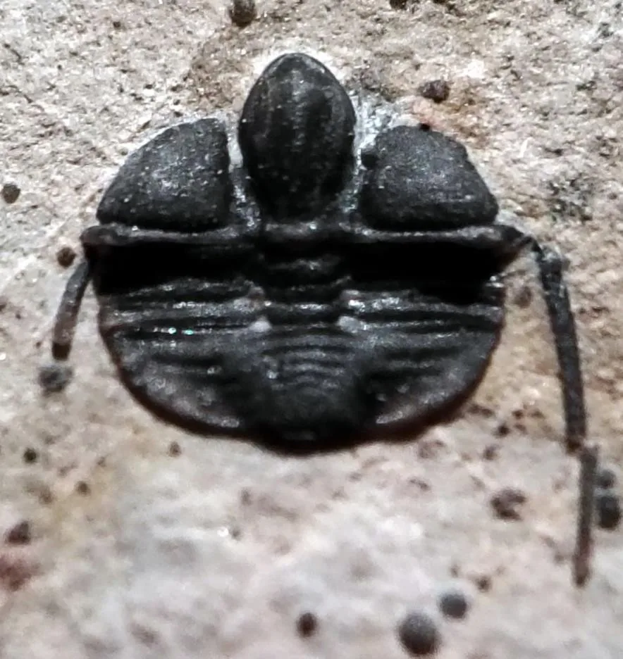 Pseudampyxina sp.