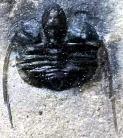 Pseudampyxina sp. — photo 2