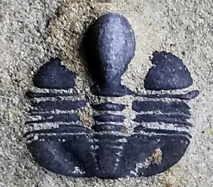 Pseudampyxina sp. — photo 3