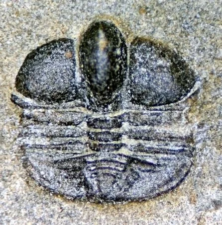 Pseudampyxina sp. — photo 4