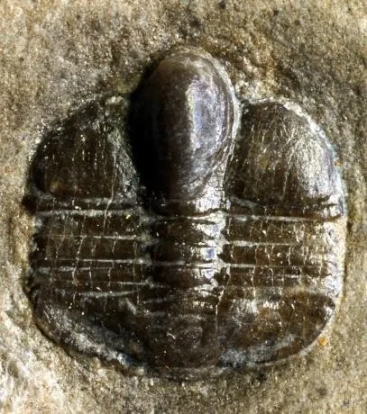 Pseudampyxina sp. — photo 5