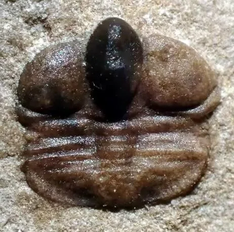 Pseudampyxina sp. — photo 6
