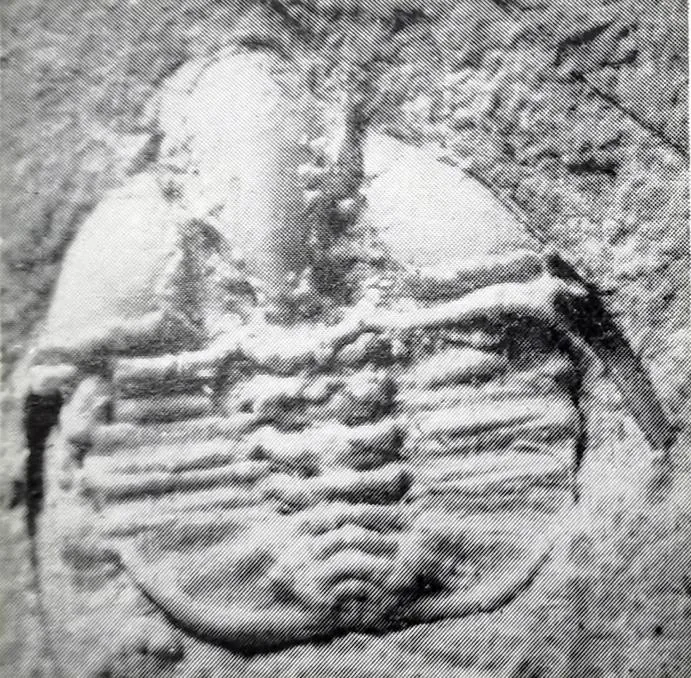 Pseudampyxina trisegmenta