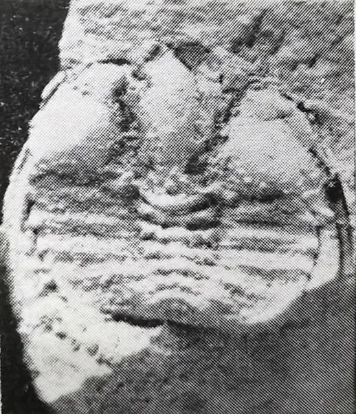 Pseudampyxina trisegmenta — photo 2