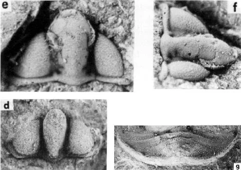 Pseudampyxina trisegmenta — photo 3