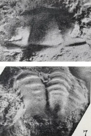 Pseudoblackwelderia lubrica
