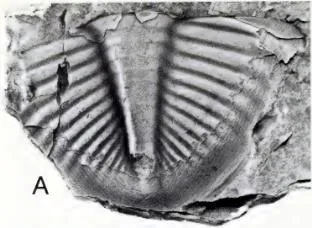 Pseudogygites latimarginatus