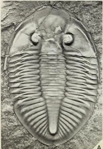 Pseudogygites latimarginatus — photo 2
