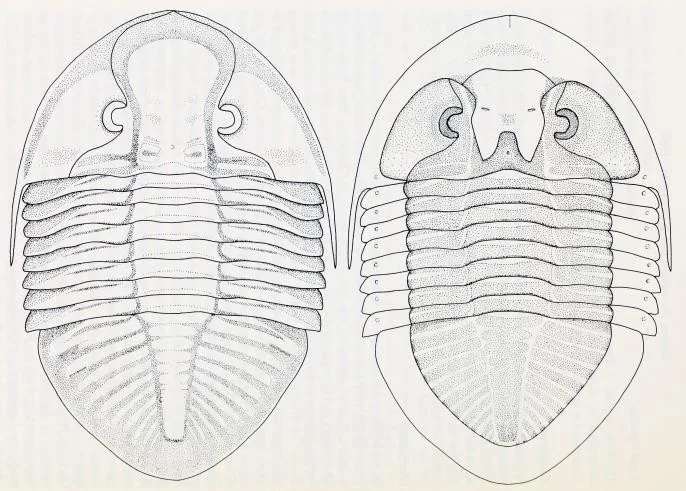 Pseudogygites latimarginatus — photo 3