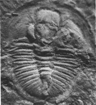 Pseudogygites latimarginatus — photo 4