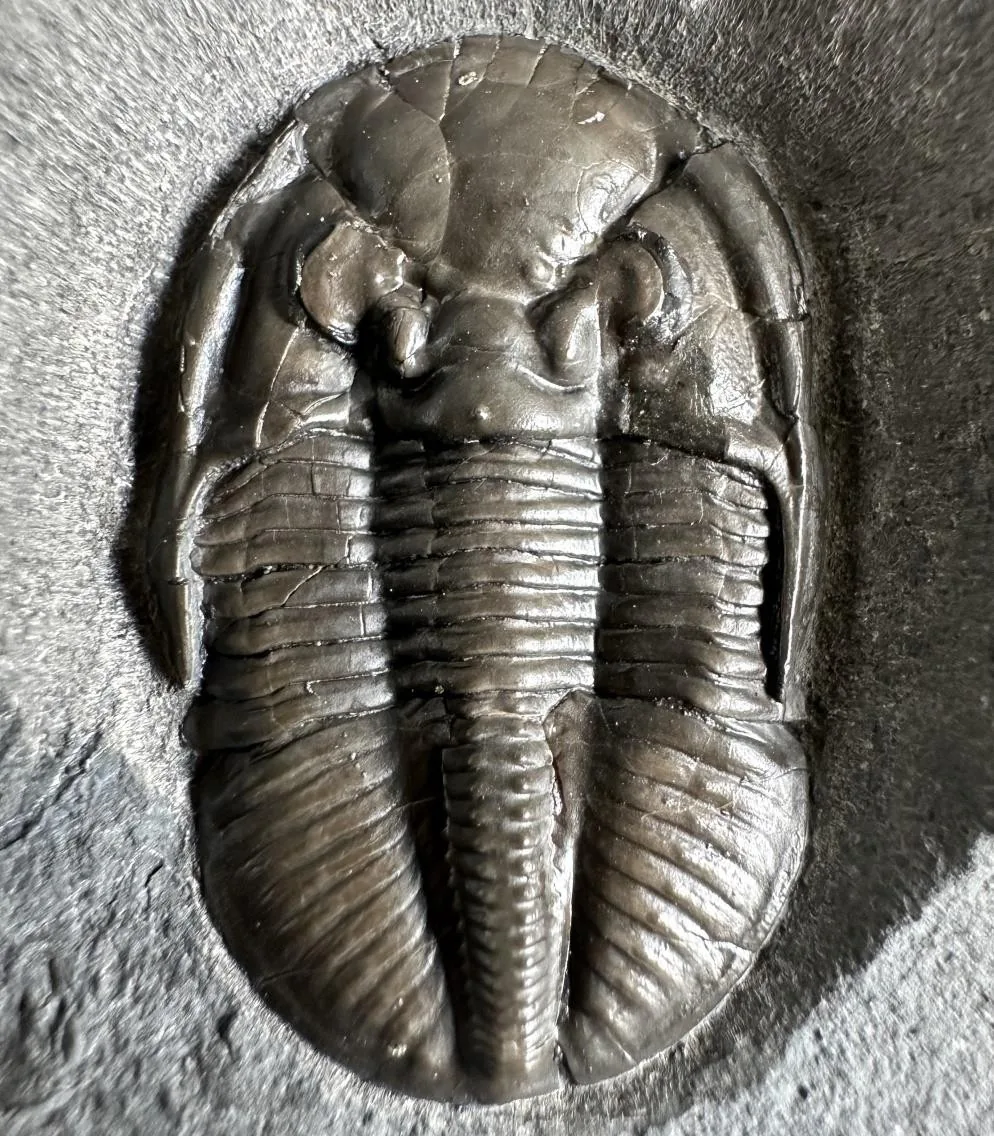 Pseudophillipsia sp.