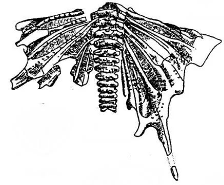Psychopyge elegans