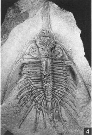 Psychopyge elegans — photo 2