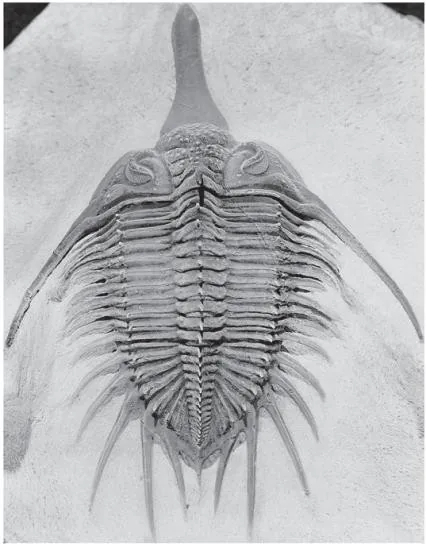 Psychopyge elegans — photo 3