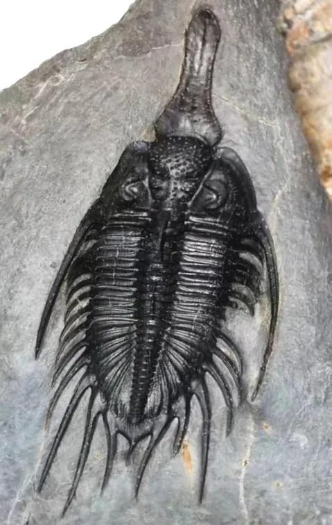 Psychopyge elegans — photo 4