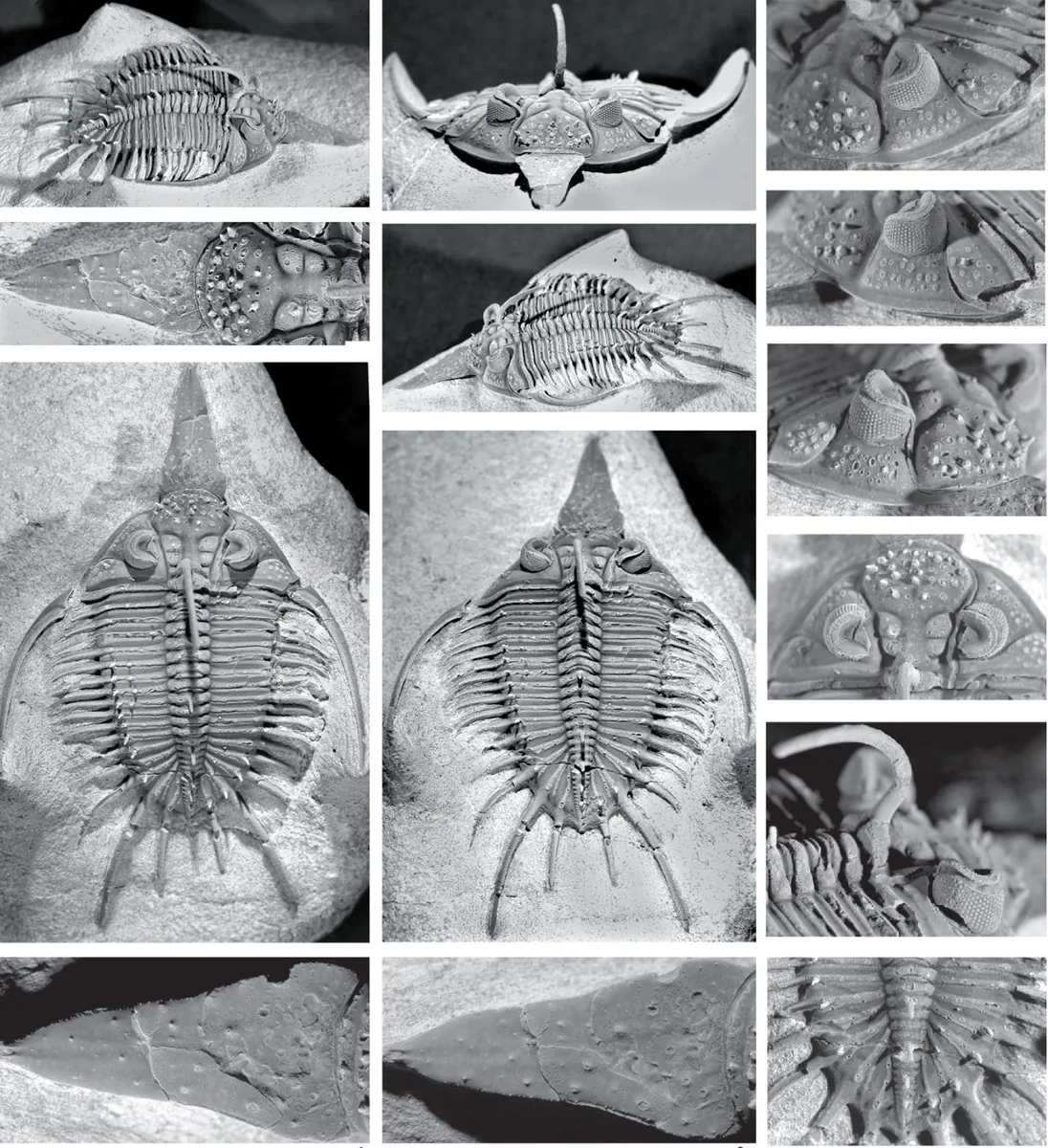 Psychopyge hammerorum