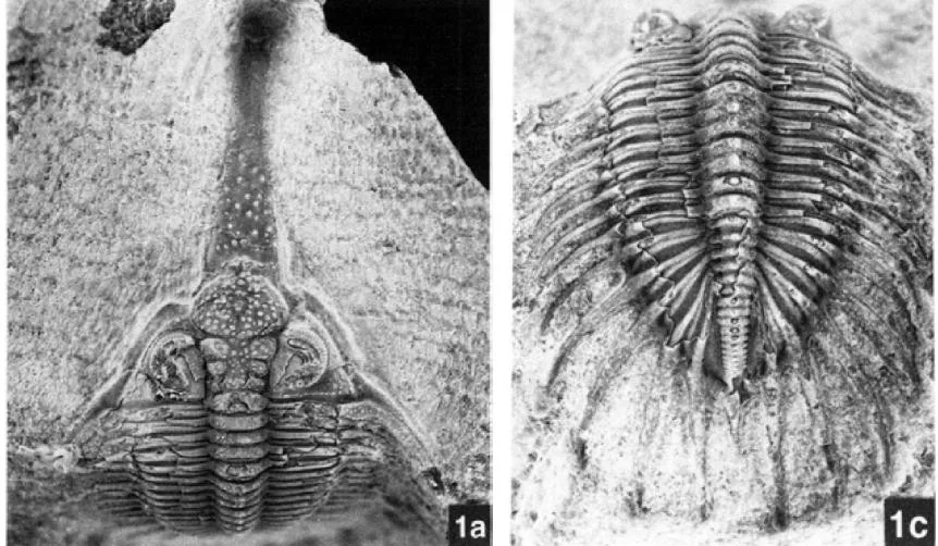 Psychopyge termierorum