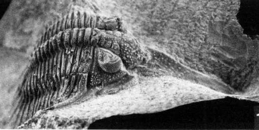 Psychopyge termierorum — photo 2