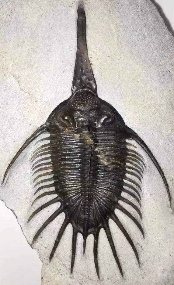 Psychopyge termierorum — photo 3