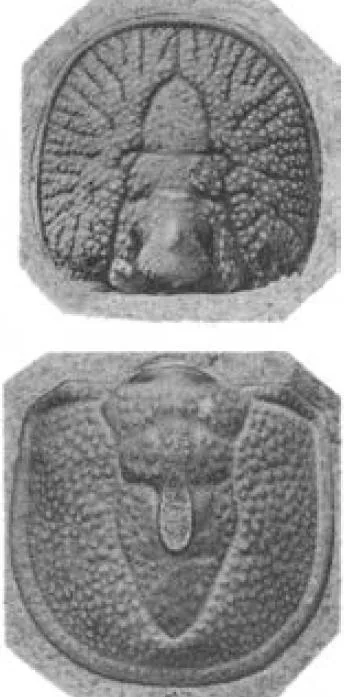 Ptychagnostus aculeatus