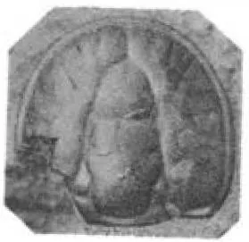 Ptychagnostus atavus