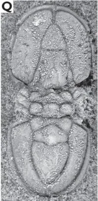 Ptychagnostus atavus — photo 2