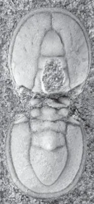Ptychagnostus atavus — photo 3