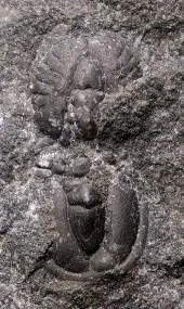 Ptychagnostus atavus — photo 9