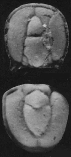 Ptychagnostus cuyanus