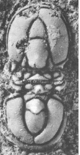 Ptychagnostus cuyanus — photo 4
