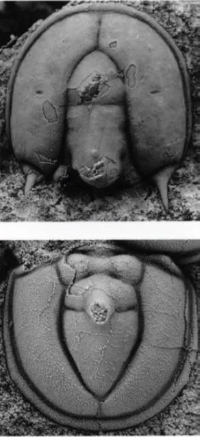 Ptychagnostus gibbus