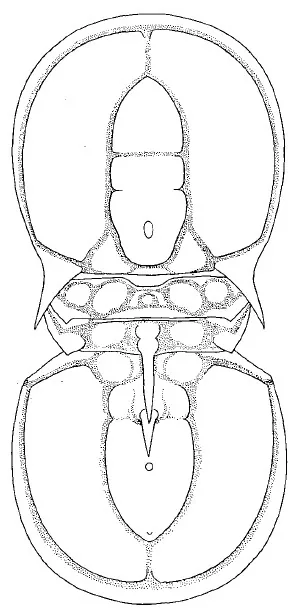 Ptychagnostus gibbus — photo 2