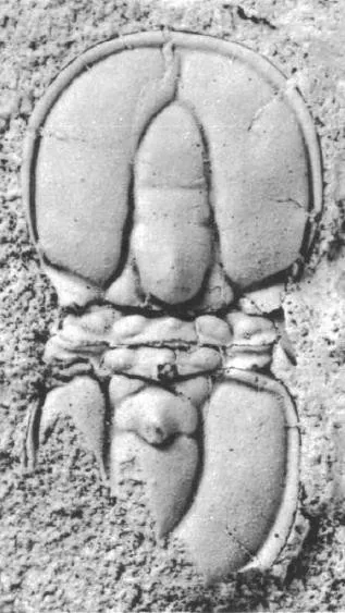Ptychagnostus gibbus — photo 5