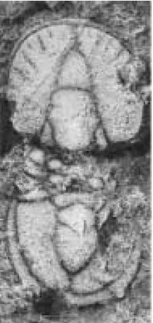 Ptychagnostus leptus