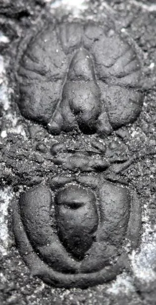 Ptychagnostus leptus — photo 3