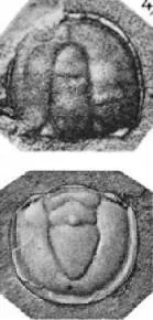 Ptychagnostus praecurrens