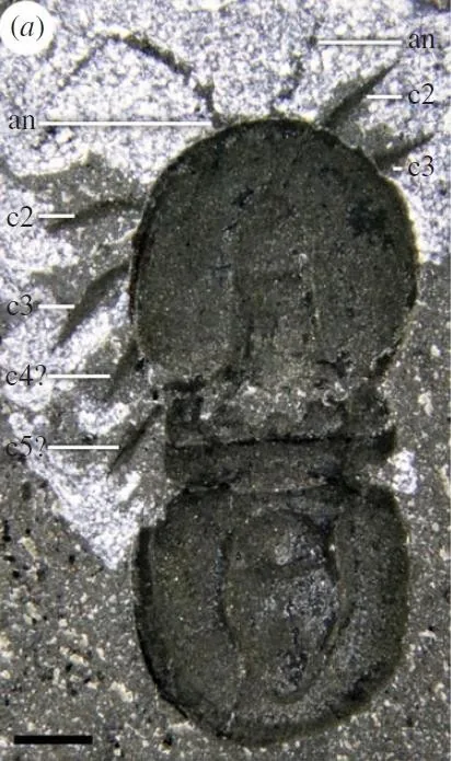 Ptychagnostus praecurrens — photo 4