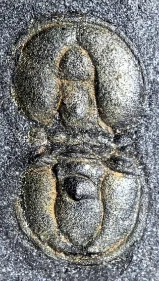 Ptychagnostus praecurrens — photo 6