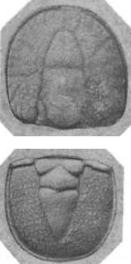 Ptychagnostus punctuosus